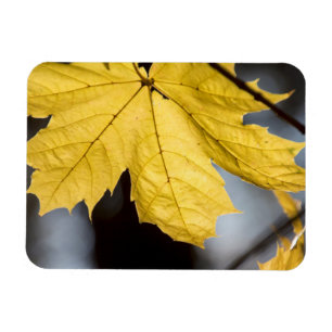 Zuckerahorn, Herbst Magnet