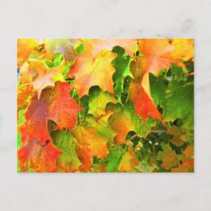 Zuckerahornblätter ändern im Herbst ihre Farbe Postkarte