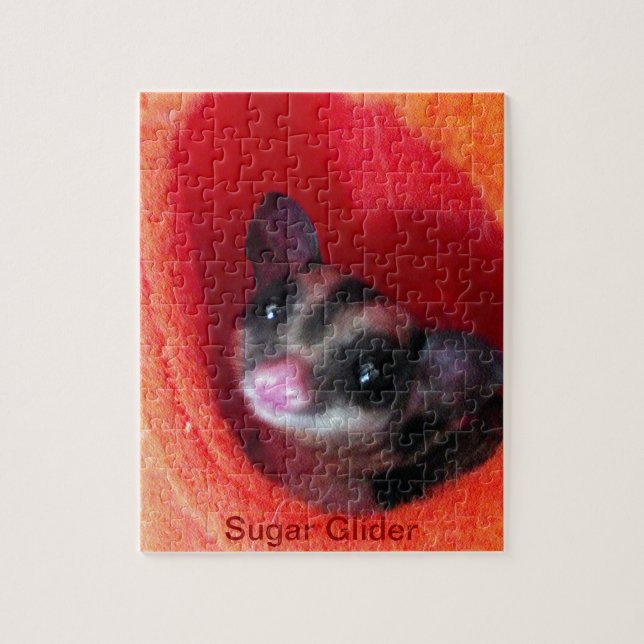 Zuckerglänzer in Orange-Hängepflanze (Vertikal)