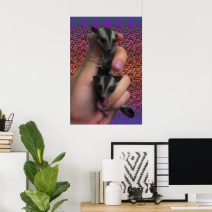 Zuckergleiter Poster