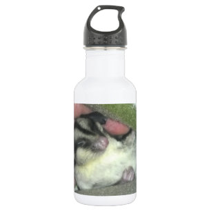 Zuckergleiter schläft in der Decke Trinkflasche