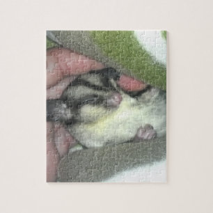 Zuckerkäfer schlafen in Blanket