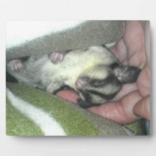 Zuckerkäfer schlafen in Blanket Fotoplatte