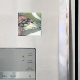 Zuckerkäfer schlafen in Blanket Magnet