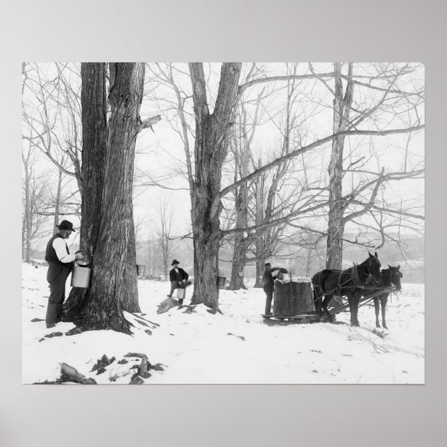 Zuckerlager Vermont, 1906. Vintages Foto Poster (Vorne)