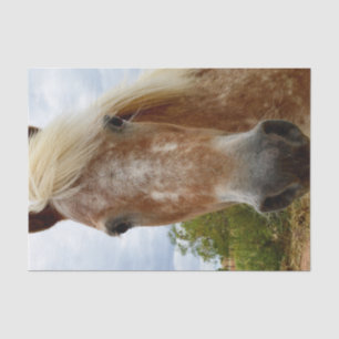 "Zuckerrohr: Die Gnade der Appaloosa" Seidenpapier