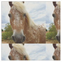 "Zuckerrohr: Die Gnade der Appaloosa"
