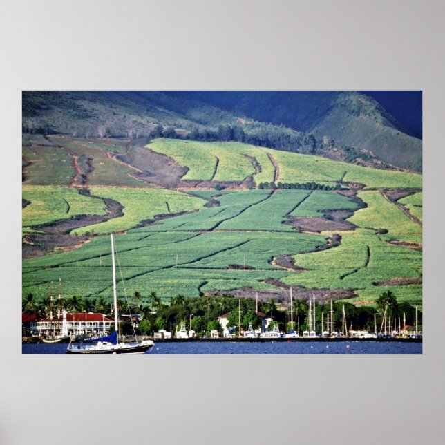 Zuckerrohrfelder - Lahaina, Maui Poster (Vorne)