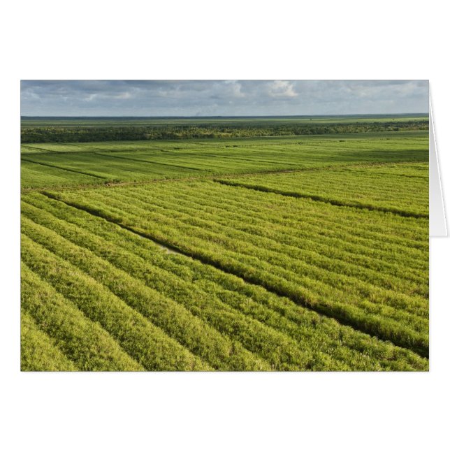 Zuckerrohrplantagen, Guyana (Vorderseite (Horizontal))