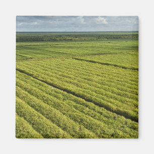 Zuckerrohrplantagen, Guyana Magnet