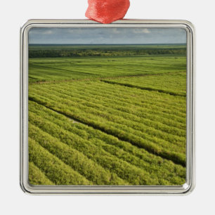 Zuckerrohrplantagen, Guyana Silbernes Ornament