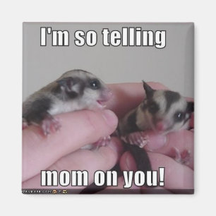 Zuckersegelflugzeugmagnet Magnet