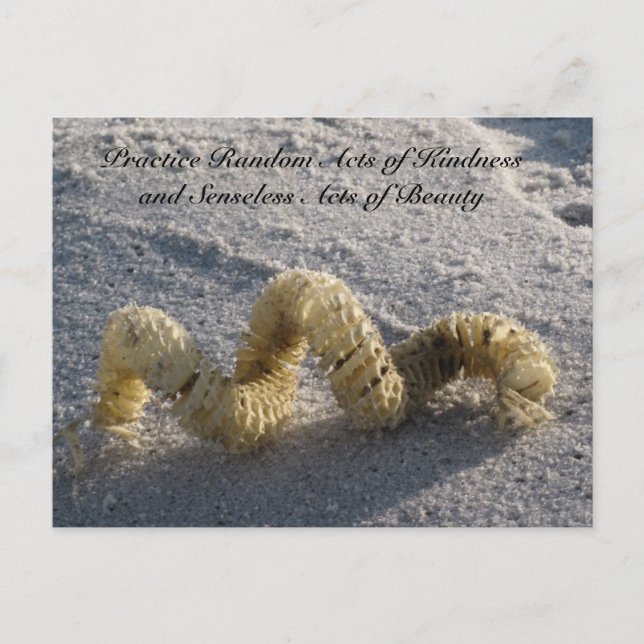 Zufällige Handlungen der Kindheit Postcard - Conch Postkarte (Vorderseite)