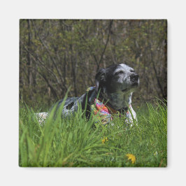 Zufriedenheit Magnet