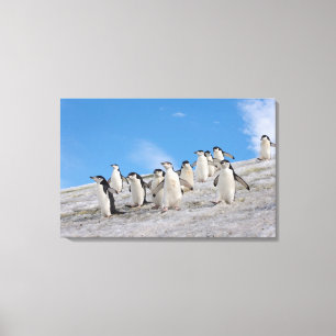 Zügelpinguine Pygoscelis Antarctica Leinwanddruck