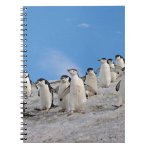 Zügelpinguine Pygoscelis Antarctica Notizblock