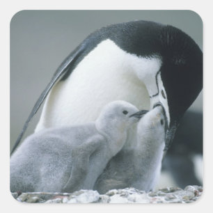 Zügelpinguine, Pygoscelis antarctica), Quadratischer Aufkleber