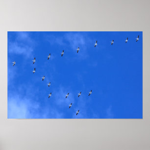 Zugvögel Poster