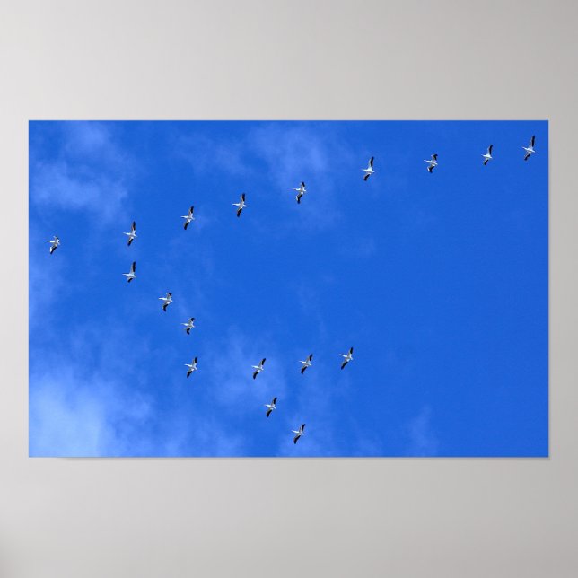 Zugvögel Poster (Vorne)