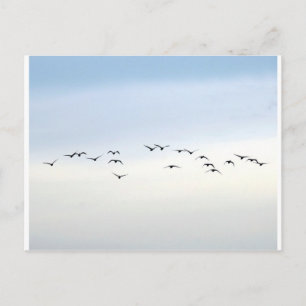 Zugvögel Postkarte