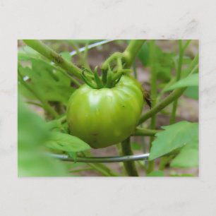 Zuhause Grobkörnige grüne Tomaten Postkarte