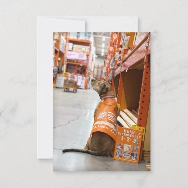 Zuhause Improvisation Kostümbuch Funny Dog Foto Ca Dankeskarte (Vorderseite)