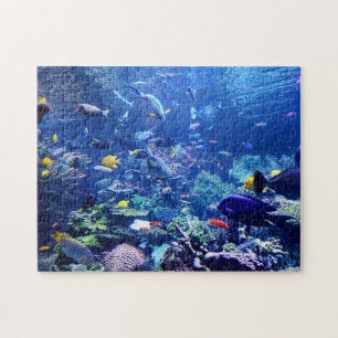 Zuhause School of Fish