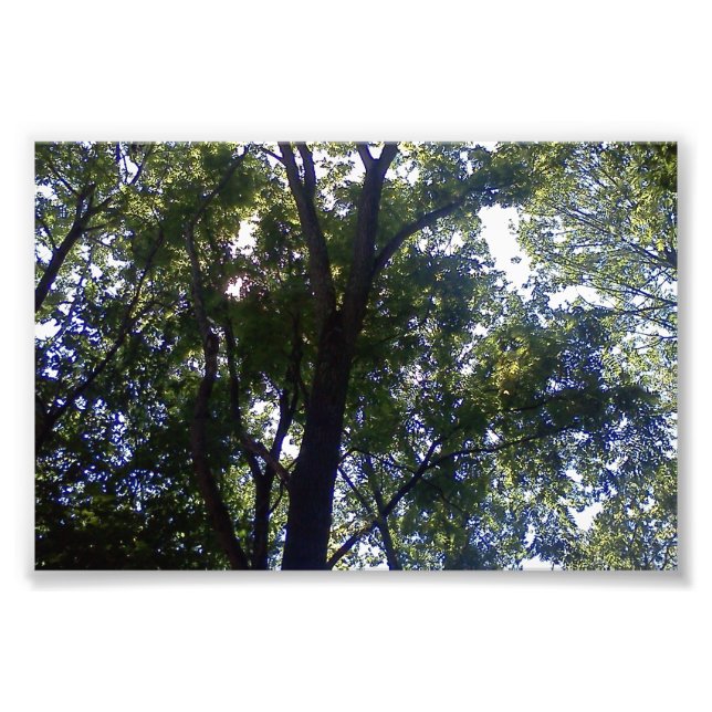 Zuhause von Elfen Fotodruck (Vorne)