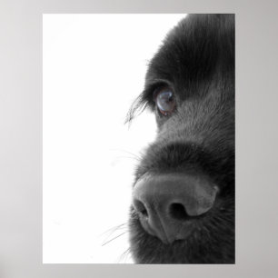 Zum Soul - Schokoladen-Cockerspaniel-Porträt Poster