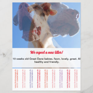 Zum Verkauf von Dänischen Welpen Flyer