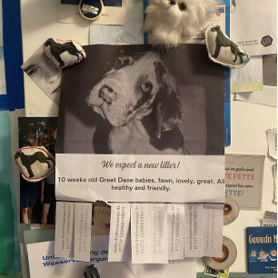 Zum Verkauf von Dänischen Welpen Flyer