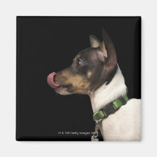 Zunge aus Schwarzweiss-Ratte Terrier heraus Magnet
