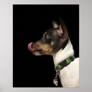 Zunge aus Schwarzweiss-Ratte Terrier heraus Poster
