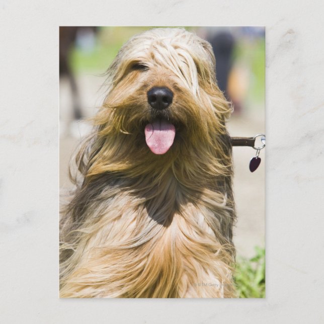 Zunge, langes Haar, Portrait Postkarte (Vorderseite)