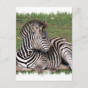 Zurück der Zebra-Postkarte Postkarte