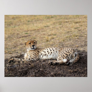 Zurück in Cheetah - Kunstmuseum Poster