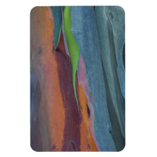 Zusammenfassung des Regenbogen-Gumminbaums Magnet