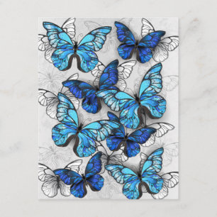 Zusammensetzung von White und Blue Butterflies Begleitkarte