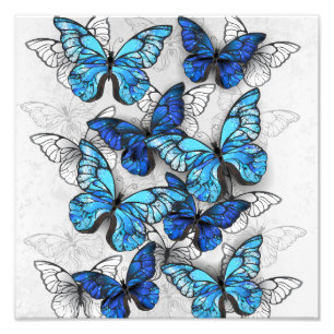Zusammensetzung von White und Blue Butterflies Fotodruck