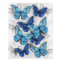 Zusammensetzung von White und Blue Butterflies