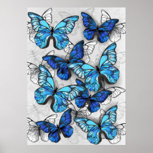Zusammensetzung von White und Blue Butterflies Poster