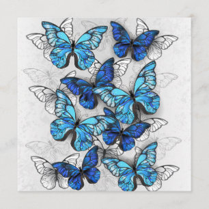Zusammensetzung von White und Blue Butterflies Programm