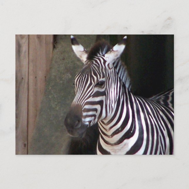 Zuschüsse zebra postkarte (Vorderseite)