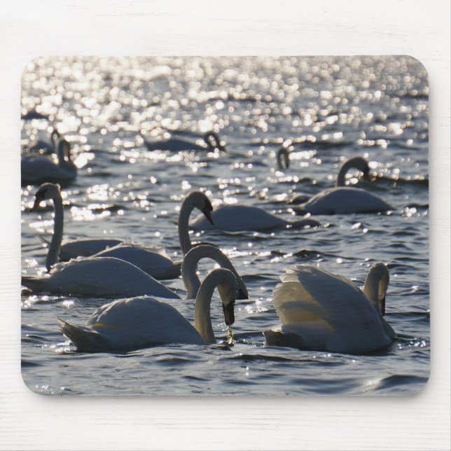 Zwanen in een groep op het water met glinsterend z mousepad (Vorne)
