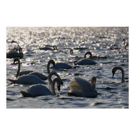 Zwanen in een groep op het water met glinsterend z poster