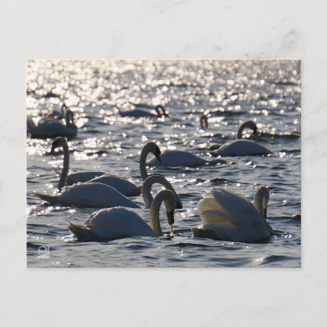 Zwanen in een groep op het water met glinsterend z postkarte (Vorderseite)