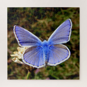Zwarf Blue Butterfly