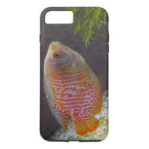 Zwarf Gourami Fish Case-Mate iPhone Hülle