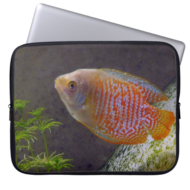 Zwarf Gourami Fish Laptopschutzhülle (Vorderseite)