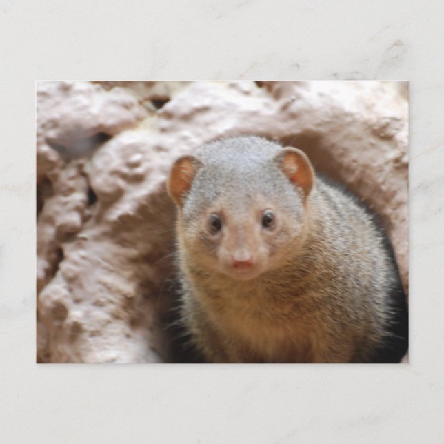 Zwarf Mongoose Postkarte (Vorderseite)